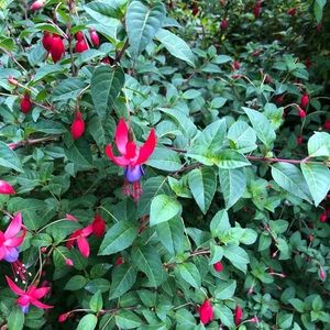 Meet your Posher, Tara